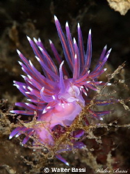 one or two?flabellina affinis by Walter Bassi 